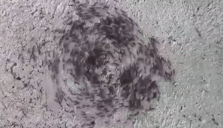 Ants marching in a circular death spiral